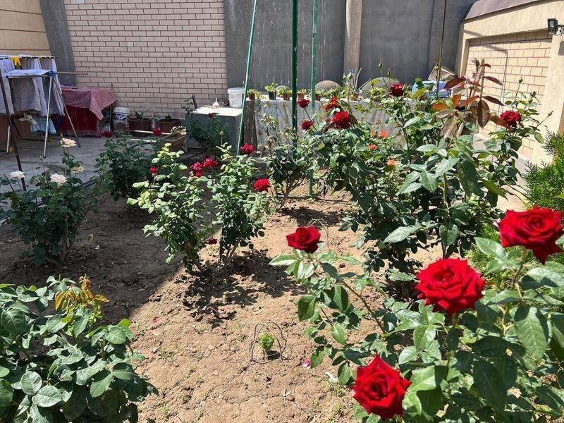Shodlik Guest House Khiva Exterior foto